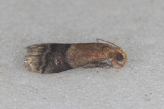 Eulogia ochrifrontella