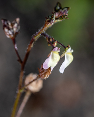 Nemesia pinnata