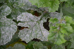 Erysiphe heraclei