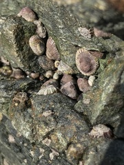 Siphonaria lessonii