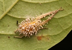 Gibellula
