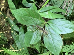 Thereuopoda clunifera