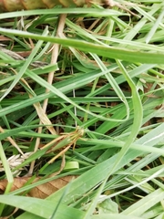 Omocestus viridulus