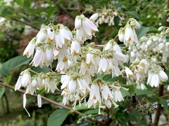 Deutzia pulchra