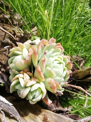 Echeveria elegans