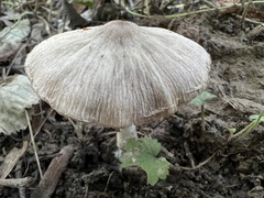 Coprinopsis melanthina