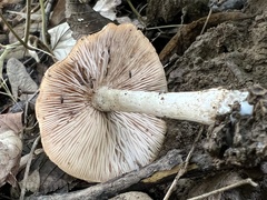 Coprinopsis melanthina
