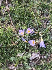 Crocus