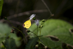 Eurema andersoni