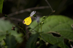 Eurema andersoni