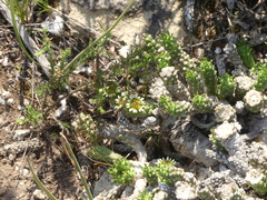 Euphorbia caput-medusae