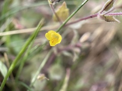 Erythranthe floribunda