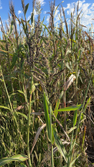 Sorghum bicolor