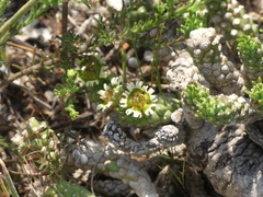 Euphorbia caput-medusae