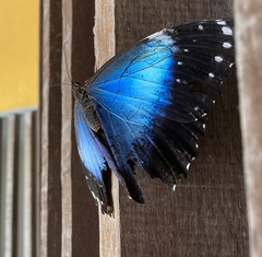 Morpho helenor anakreon