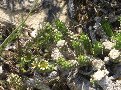 Euphorbia caput-medusae