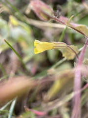 Erythranthe floribunda