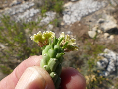Euphorbia caput-medusae