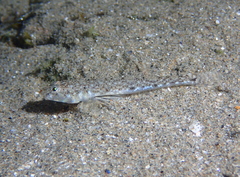 Pomatoschistus marmoratus