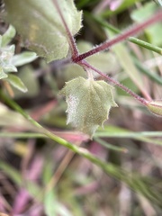 Erythranthe floribunda