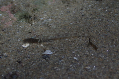 Pomatoschistus marmoratus