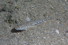 Pomatoschistus marmoratus