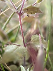 Erythranthe floribunda