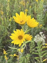 Helianthus grosseserratus