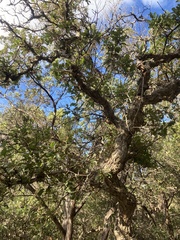 Quercus sinuata