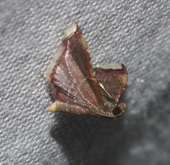 Endotricha minutiptera