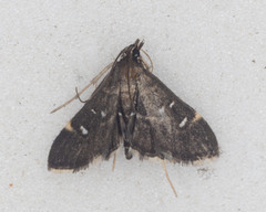 Diathrausta
