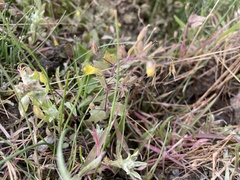 Erythranthe floribunda