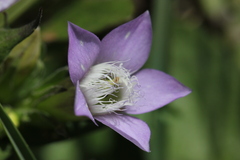 Gentianella aspera