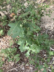Quercus sinuata