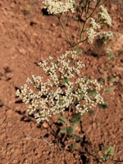 Eriogonum annuum