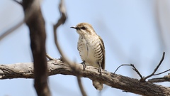 Chrysococcyx basalis