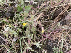 Erythranthe floribunda