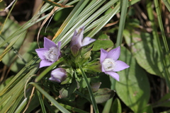 Gentianella aspera