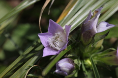 Gentianella aspera