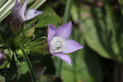 Gentianella aspera