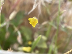 Erythranthe floribunda