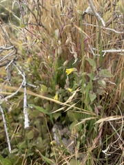 Erythranthe floribunda