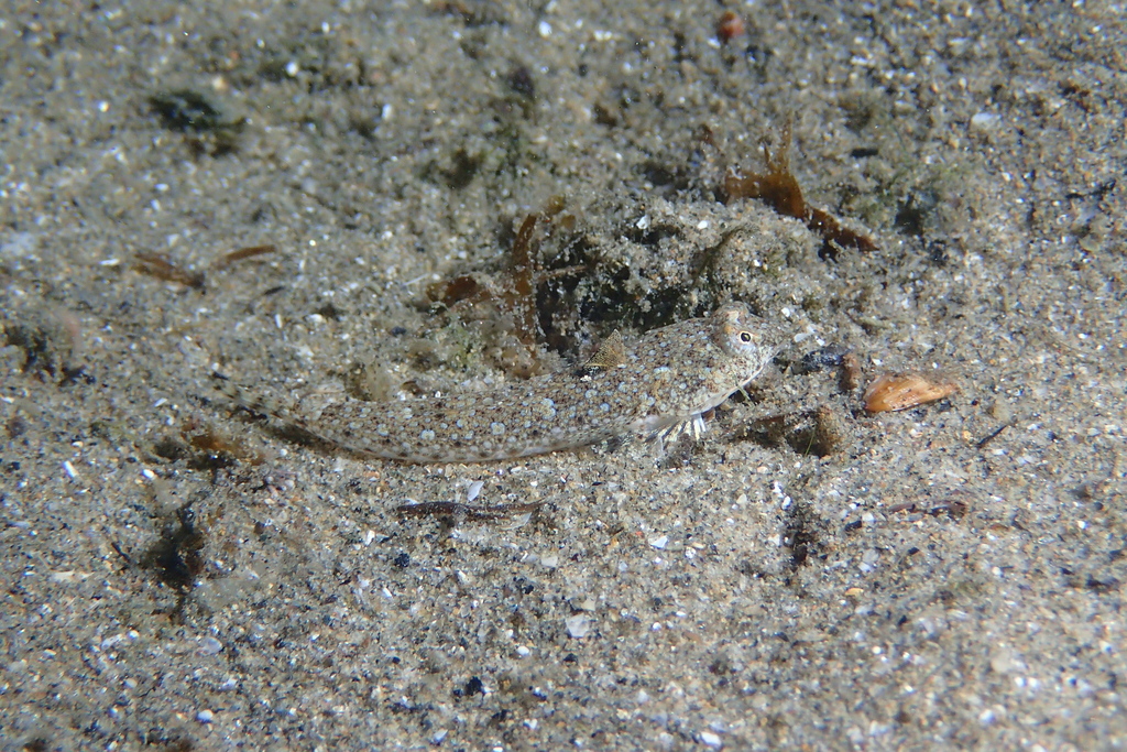 Risso’s Dragonet