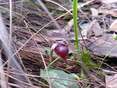 Corybas unguiculatus