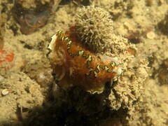 Glossodoris