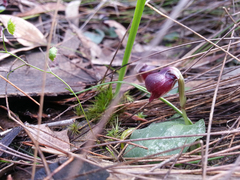 Corybas unguiculatus