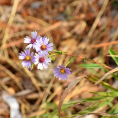 Symphyotrichum laeve