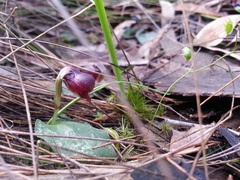 Corybas unguiculatus