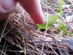 Corybas unguiculatus