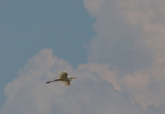 Ardea alba